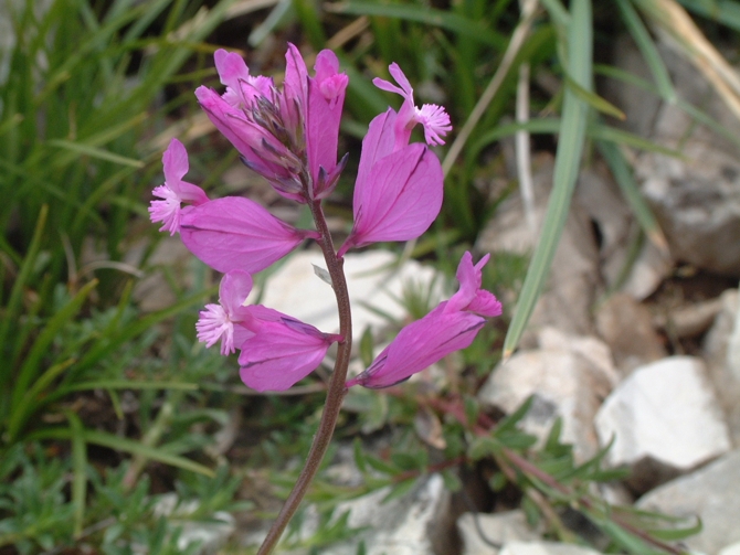 polygala